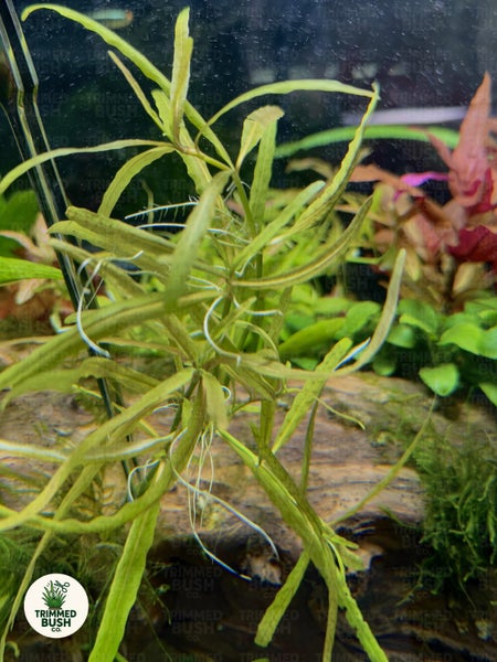 Hygrophila Polysperma 'Tiger' Aquarium Plant Carousel 2