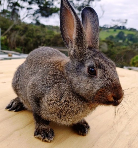 Baby Rabbits - Cute & Attractive Carousel 1