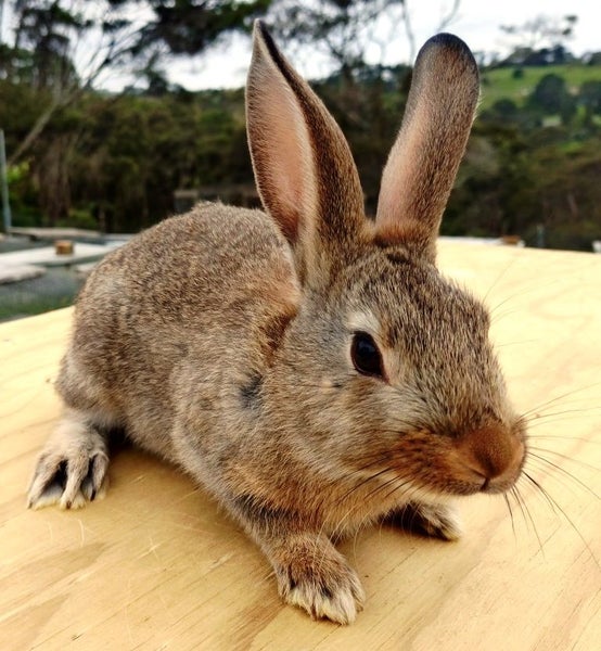 Baby Rabbits - Cute & Attractive Carousel 1