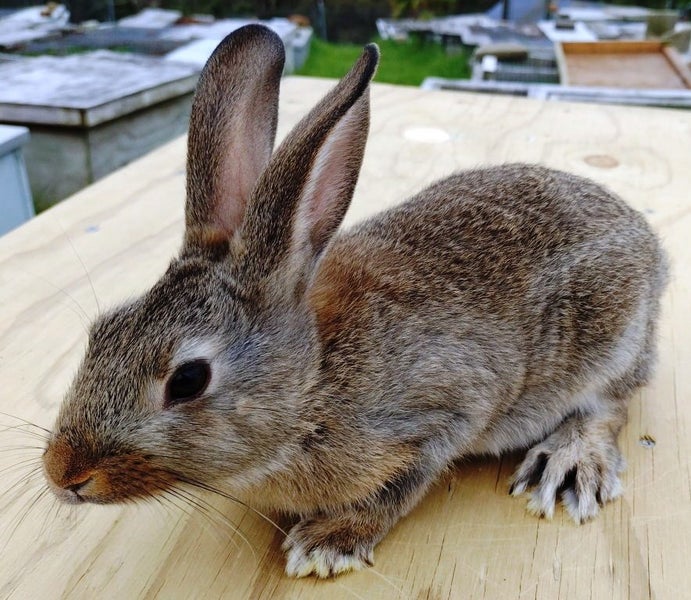 Baby Rabbits - Cute & Attractive Carousel 2