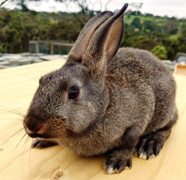 Baby Rabbits - Cute & Attractive Carousel 5