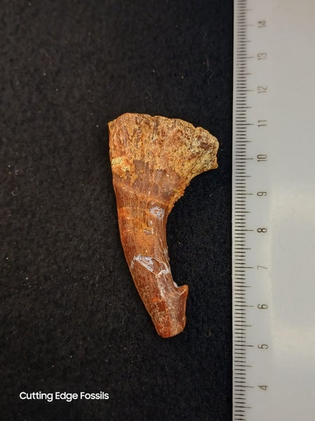 Sawskate Rostral Denticle - 60mm / 2.3" Carousel 2