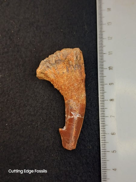 Sawskate Rostral Denticle - 60mm / 2.3" Carousel 1