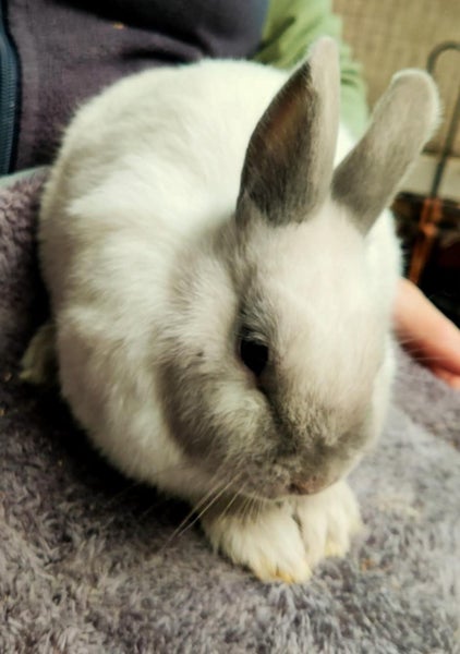 Netherland Dwarf rabbits Carousel 2