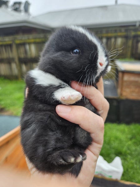 Baby rabbits Carousel 1