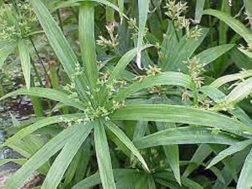 Dwarf umbrella grass Cyperus diffusus indoor or outdoor plant Carousel 1