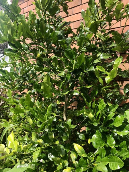 ~ 10 pcs Fresh Kaffir Lime leaves (Daun Limau Purut) Carousel 1