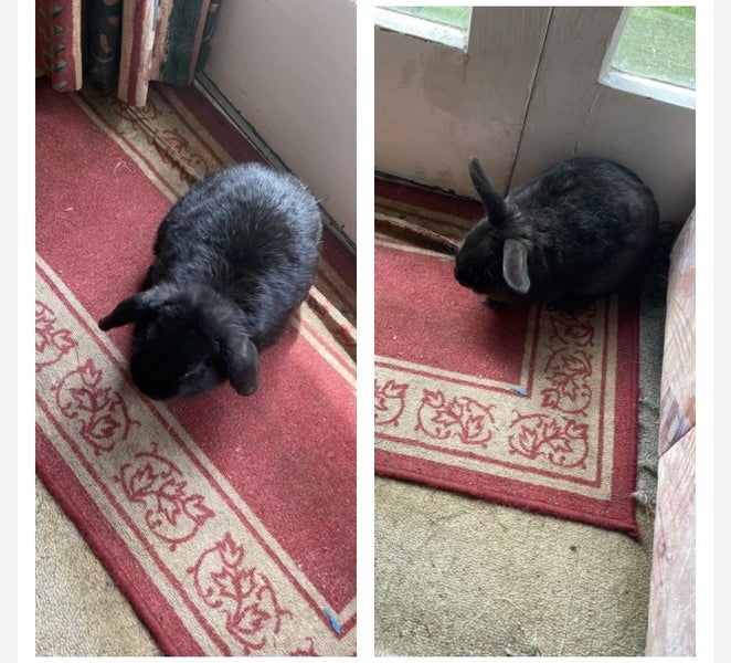 Netherland dwarf x jersey woolly x minilop adult female Carousel 1