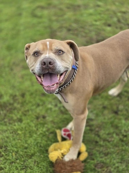 Rocky, with the smile Carousel 1