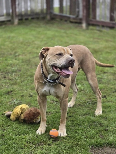 Rocky, with the smile Carousel 2