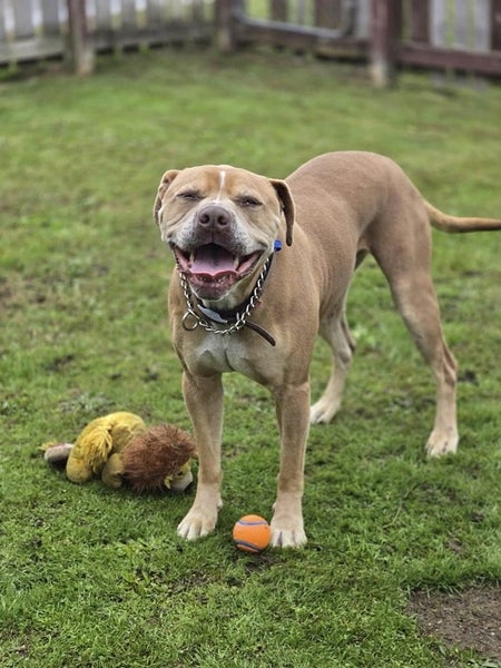 Rocky, with the smile Carousel 3