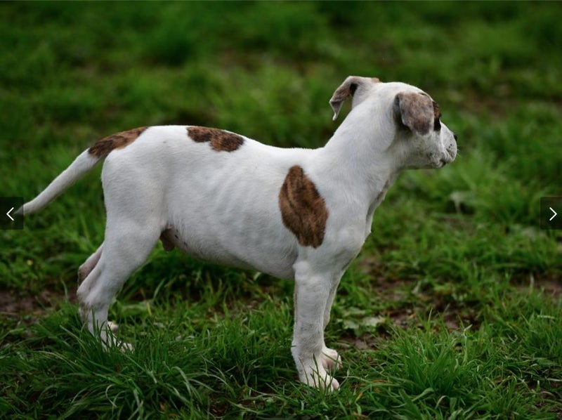 Eight – fourteen-week-old rescue male puppy, very friendly Carousel 2