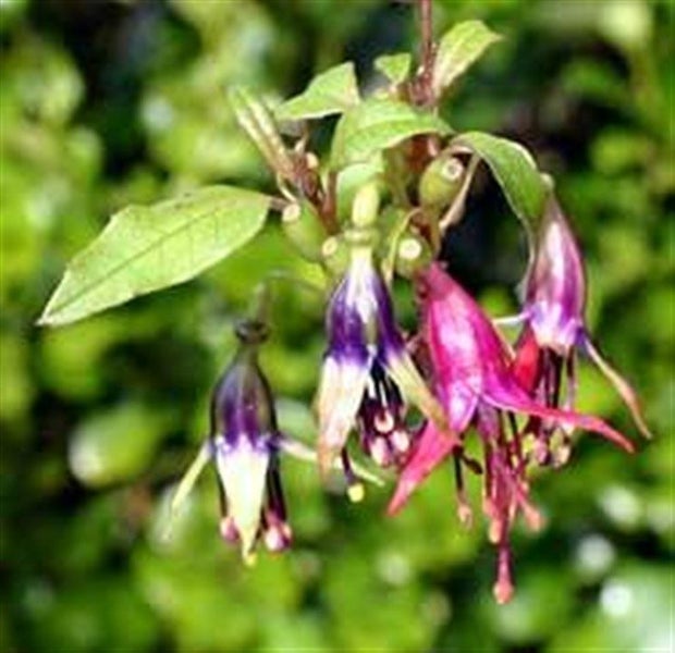 Kotukutuku (Native Fuchsia) x 1 Carousel 1