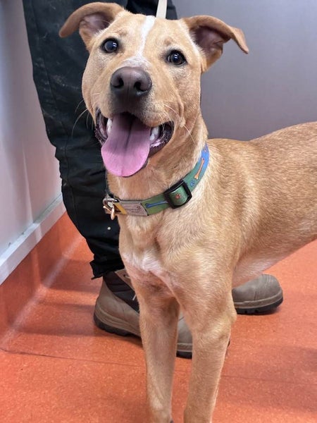 Simba - happy, gentle 7 months old Hungarian Vizsla x, people and dogs friendly Carousel 2