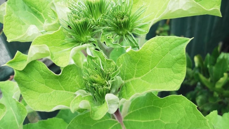 Burdock, Quality Heirloom Herb Seeds by Carols Heirloom Garden Carousel 1