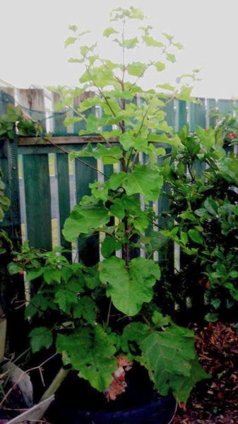 Burdock, Quality Heirloom Herb Seeds by Carols Heirloom Garden Carousel 2