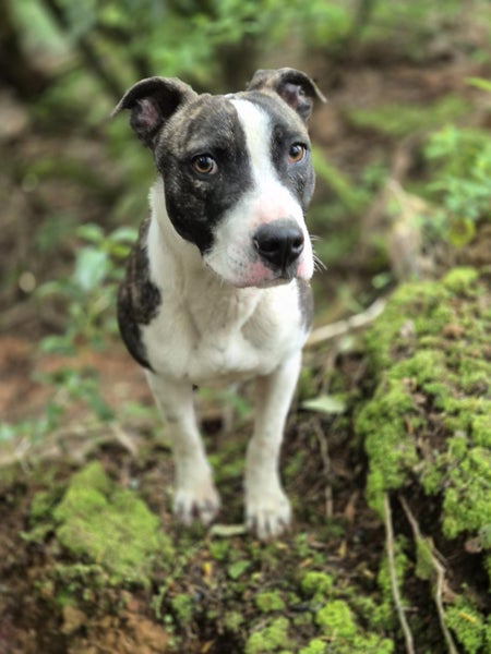 Smokey - Staffordshire Terrier cross Carousel 1