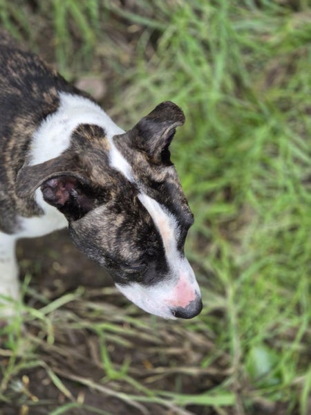 Smokey - Staffordshire Terrier cross Carousel 2