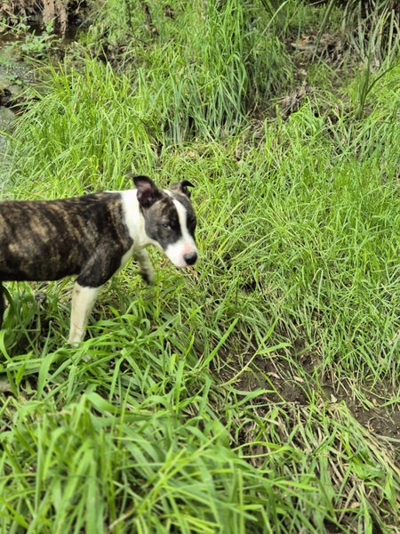 Smokey - Staffordshire Terrier cross Carousel 5