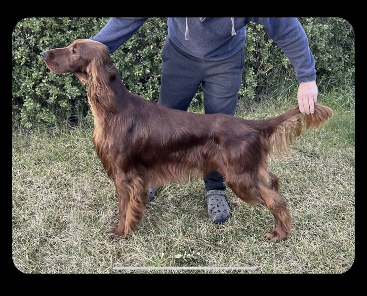 GOLDEN RETRIEVER X IRISH RED SETTER PUPPIES64288034272002112