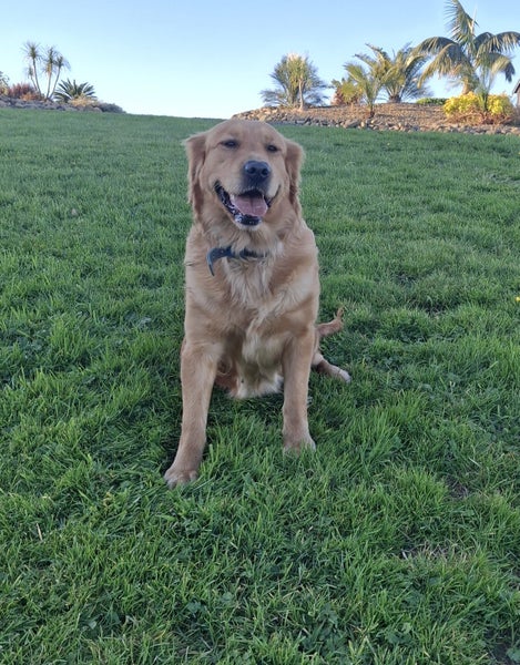 GOLDEN RETRIEVER X IRISH RED SETTER PUPPIES64288034272002113