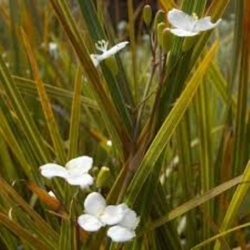 Libertia ixioides NZ Iris / Mikoikoi Carousel 1