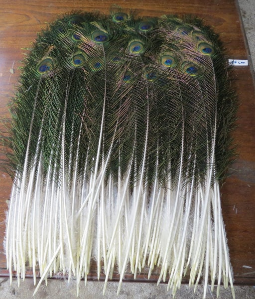 110 Peacock Eye Feathers $1 Reserve64207465331587110