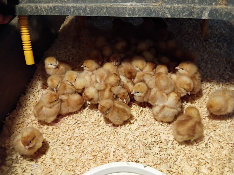 Hyline chickens Carousel 1