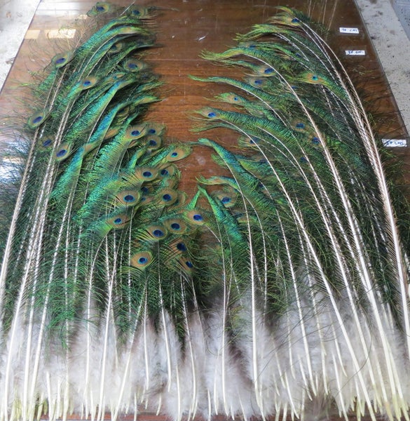270 Peacock Sword and Sword Eye Feathers $1 Reserve64208137077249110