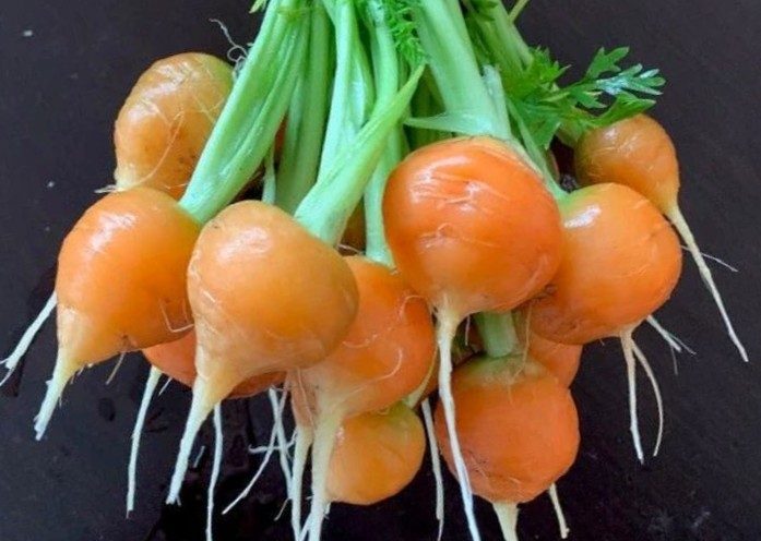 Carrot Paris Market : Unique, spherical, quick growing, sweet gourmet, 400+sds Carousel 5