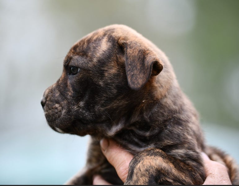 Maia - 8 weeks old, friendly and gentle Rottweiler x rescue Carousel 2