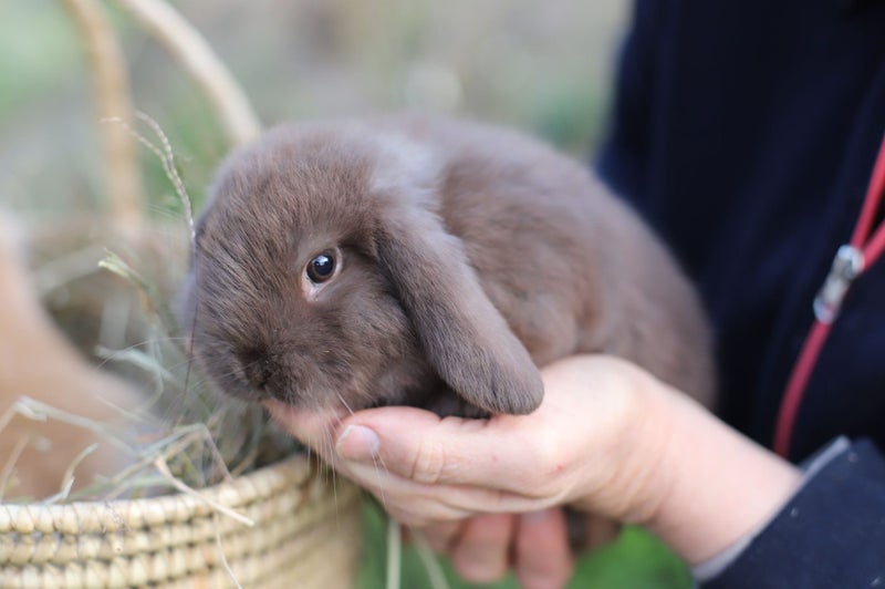 Pure-bred Mini Lop Bunny Rabbits Carousel 1