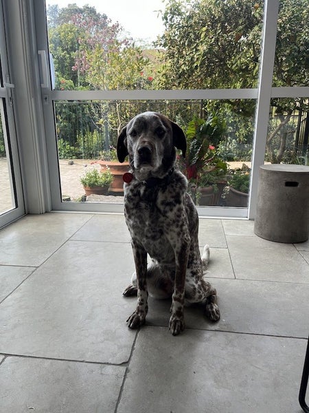 GSP Labrador Cross Carousel 8