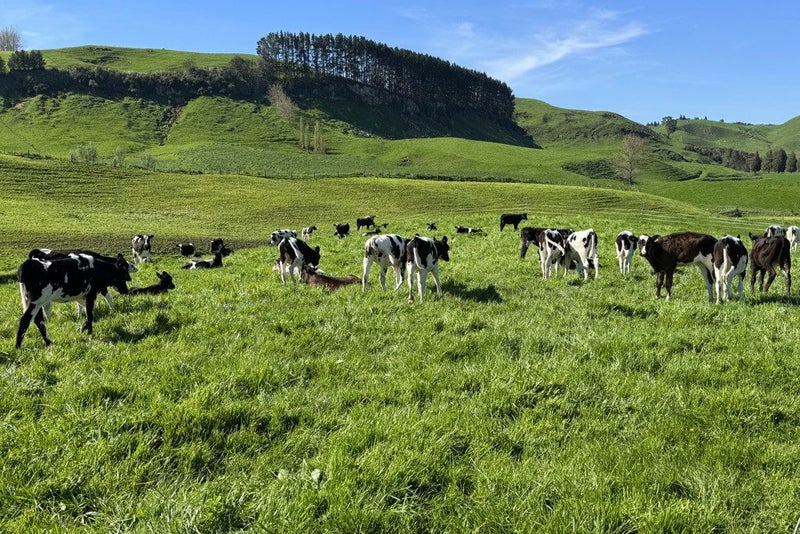 First Farm Opportunity with X Factor64215475771651114