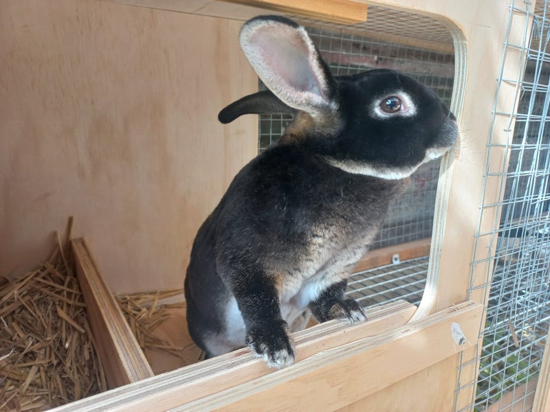 Baby Rex Rabbits Carousel 2