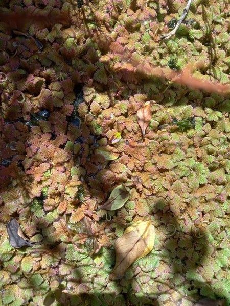 Red Azolla Carousel 1