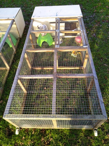 Mini Lop rabbit and cage Carousel 2