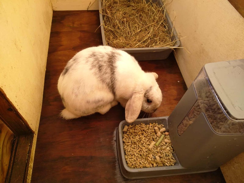 Mini Lop rabbit and cage Carousel 6