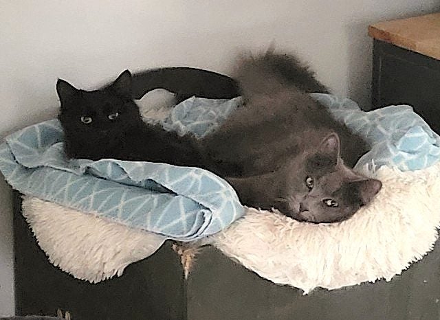 Cats Protection Canterbury - Willie and Winnie Carousel 1