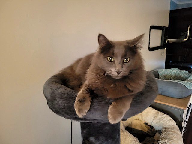 Cats Protection Canterbury - Willie and Winnie Carousel 2