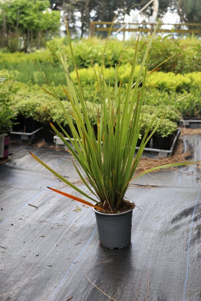 Libertia ixioides NZ Iris / Mikoikoi Carousel 2