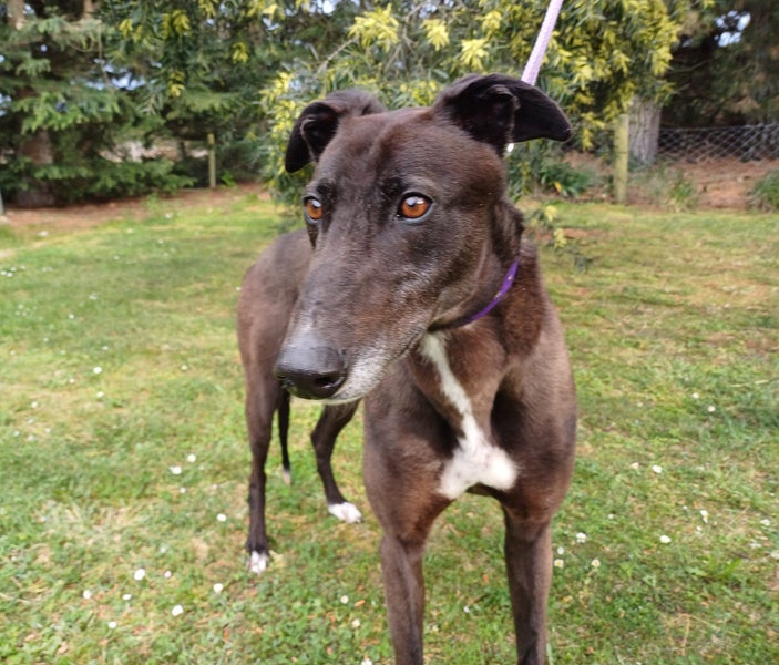 STUNNING SAM - RISING 4 YEAR OLD RETIRED GREYHOUND BOY Carousel 2