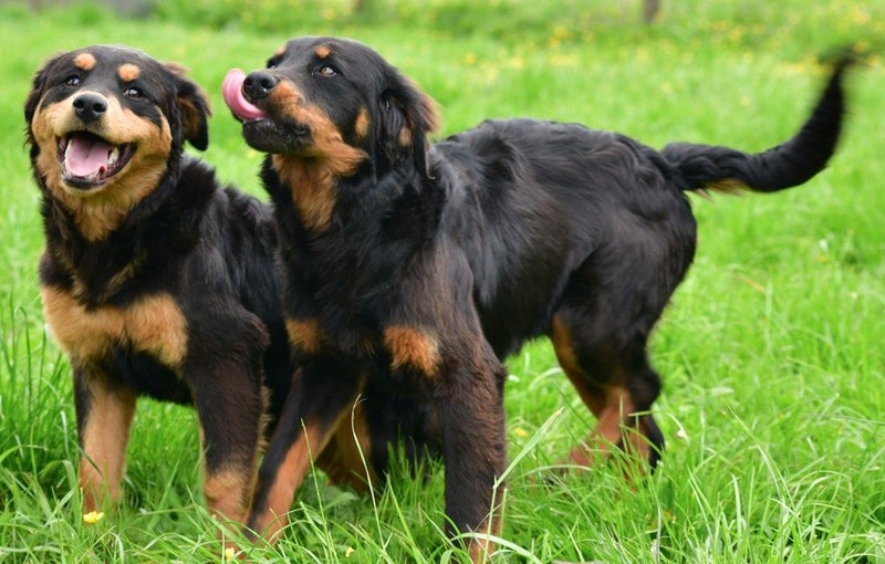 RALPH - 5-6 months old rescue, friendly and affectionate fluffy Rotweiller x Carousel 6