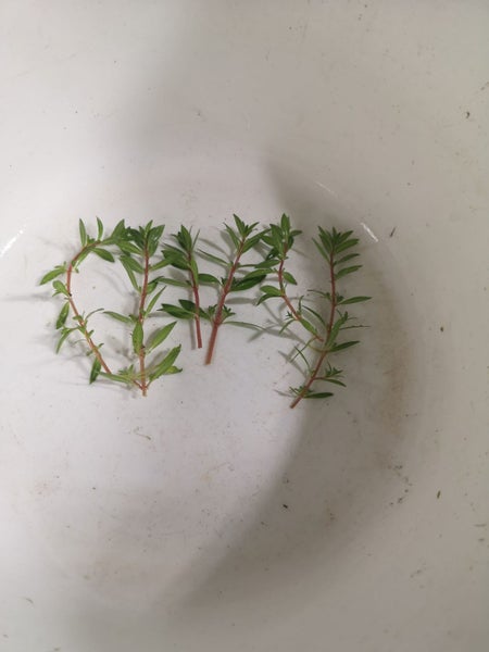 Fish Tank Plant - Ludwigia Arcuata / Needle leaf Ludwigia 10 Stems Carousel 1