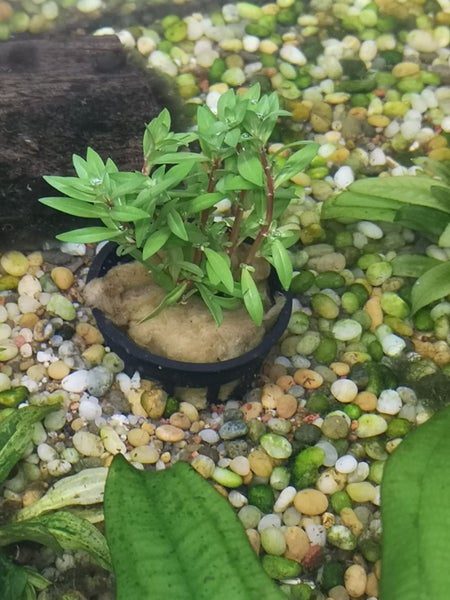 Fish Tank Plant - Ludwigia Arcuata / Needle leaf Ludwigia 10 Stems Carousel 2