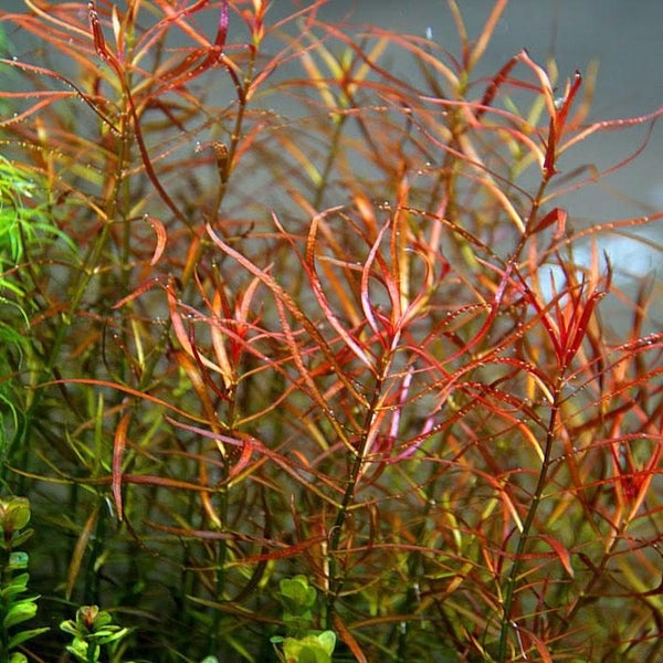 Fish Tank Plant - Ludwigia Arcuata / Needle leaf Ludwigia 10 Stems Carousel 3