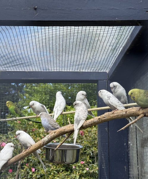 Free Budgies. Assorted Colours and Ages.64227754800131111