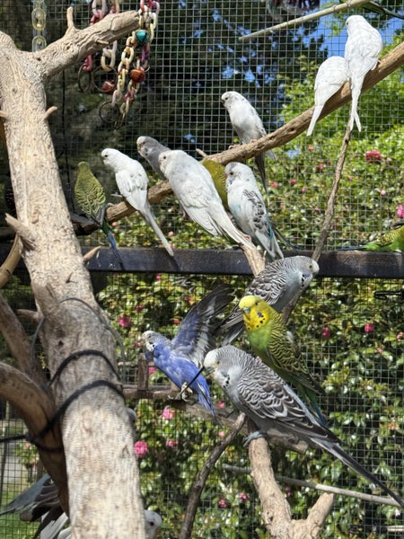 Free Budgies. Assorted Colours and Ages.64227754800131112