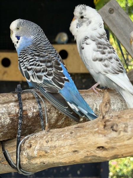 Free Budgies. Assorted Colours and Ages.64227754800131113