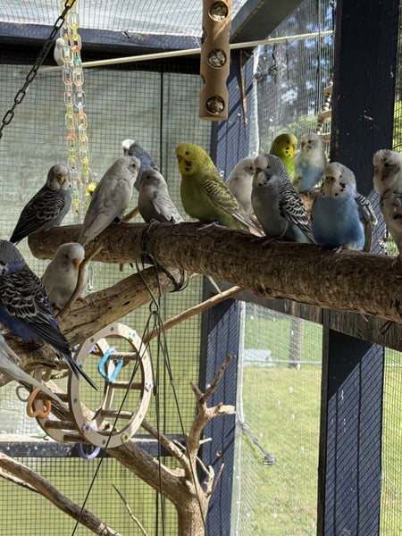 Free Budgies. Assorted Colours and Ages.64227754800131110